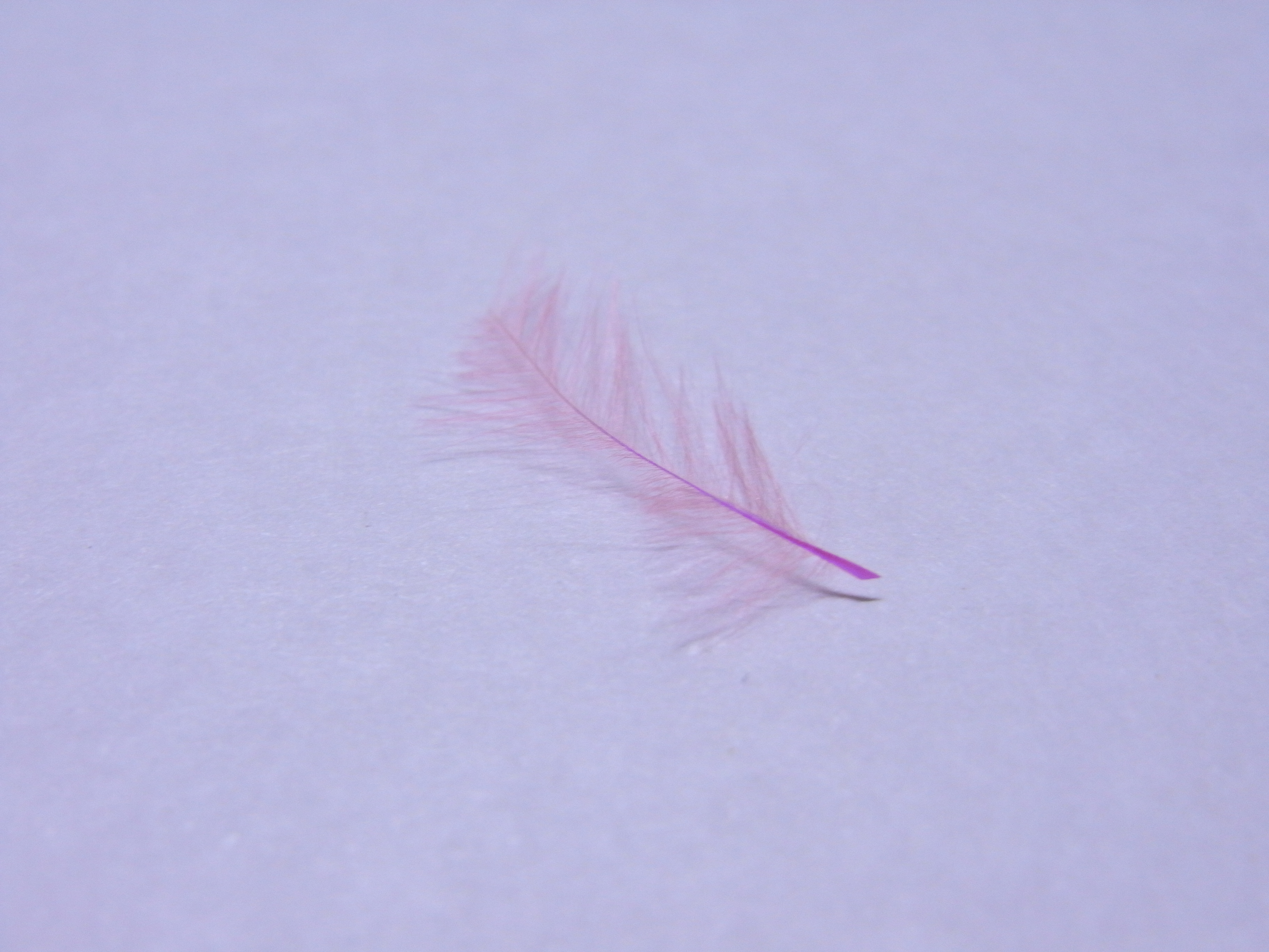 先ほど ものすっごく綺麗なピンクの天使の羽が降りてきました パワーストーン天使のブレスレット専門しあわせのお店ブログ